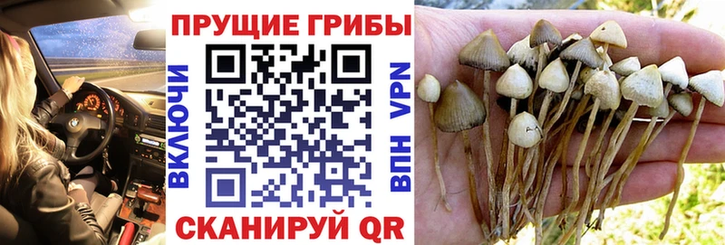 Купить где  Комсомольск  Галлюциногенные грибы Psilocybine cubensis 